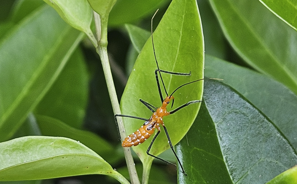 Milkweed Assassin Bug Nymph