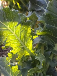 broccoli leaf