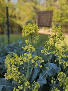 broccoli flowers