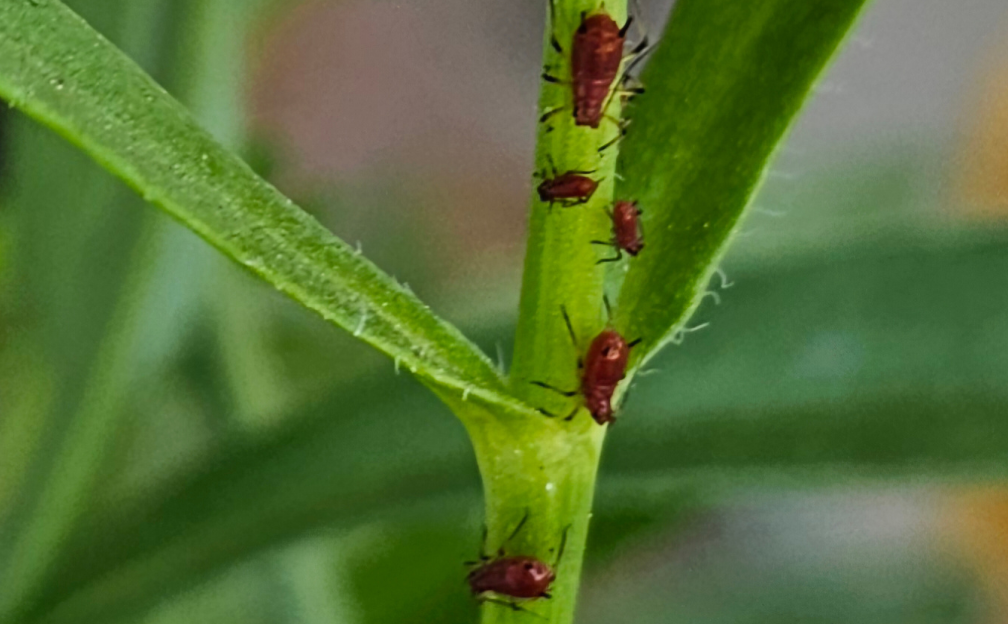 aphids on plant stem