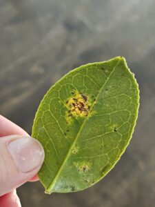 aphids on a camellia leaf
