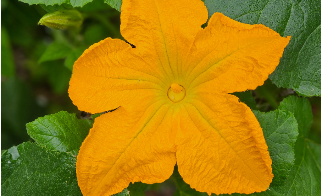 squash blossom