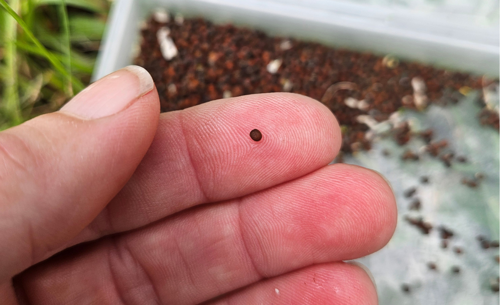 broccoli seed