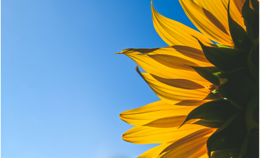 sunflower following the sun