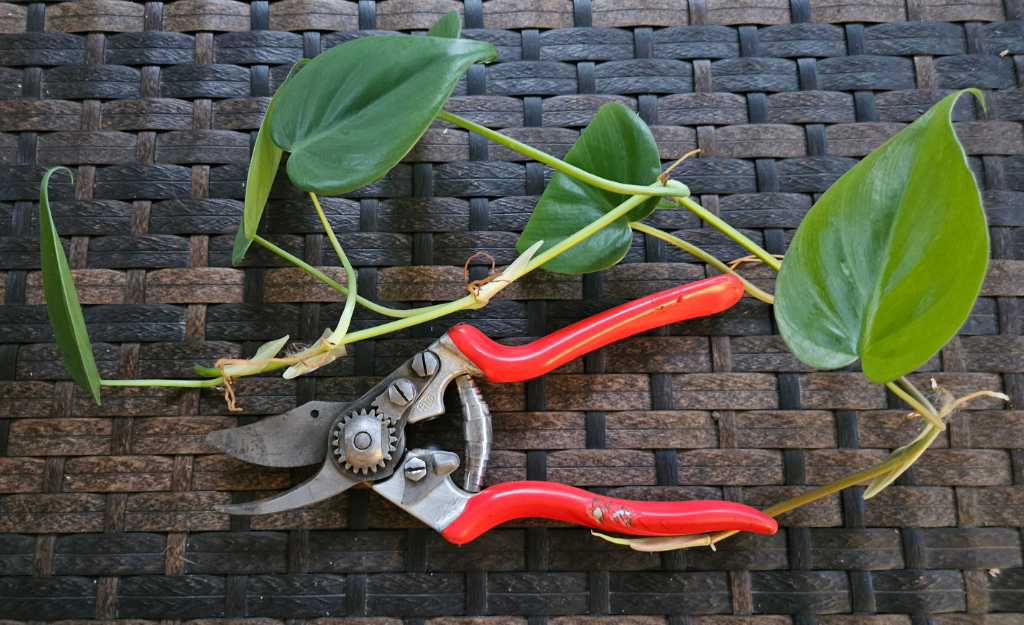 pruner with pathos clipping